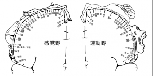 脳内マップ