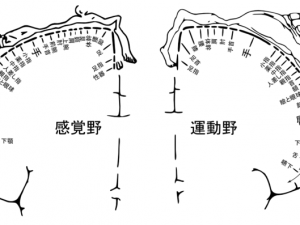 ホムンクルス