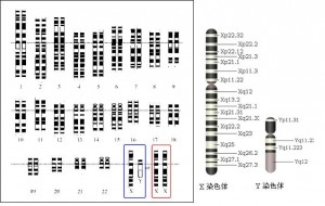 三日で分かる脳内マップと遺伝子マップ