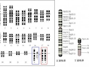 ヒトの染色体の模式図