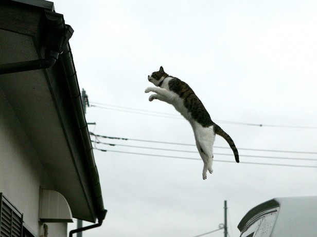 猫ジャンプ