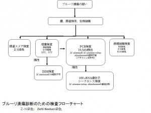 ブルーリ潰瘍診断のための検査フローチャート