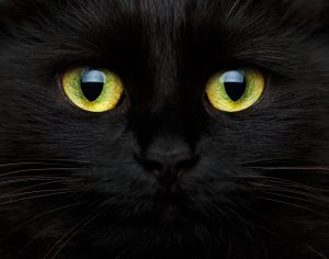 黒船