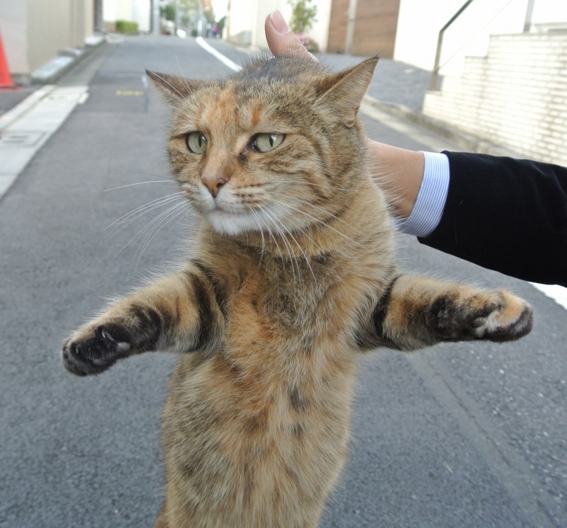 いやいや始める 首根っこのつかみ方 初級編